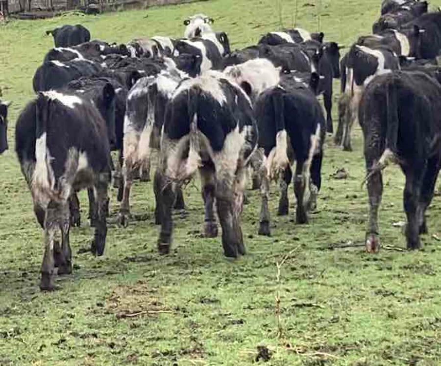 Lote 60 Novillo Engorda en Purranque, X Región Los Lagos