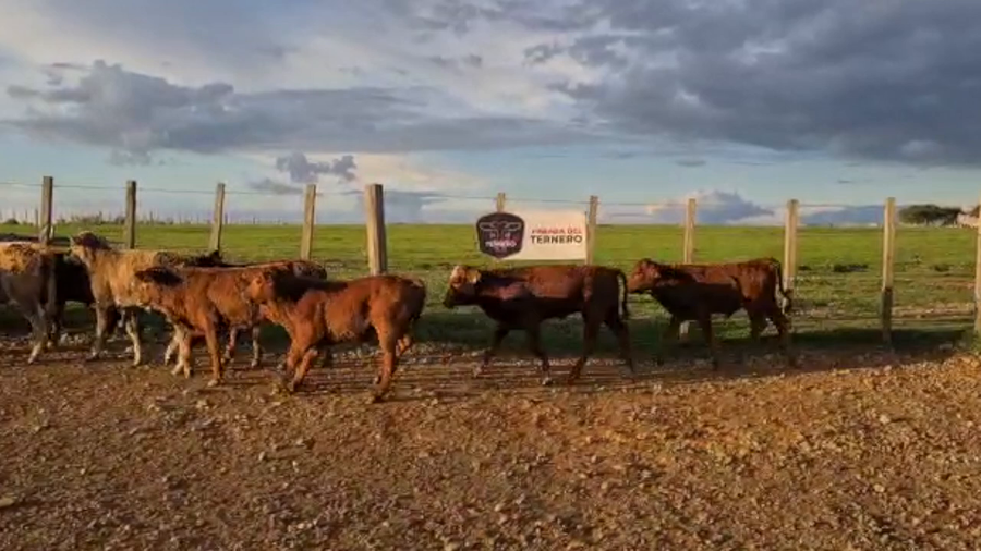 Lote 11 Terneros Cruza Cebuina a remate en PARADA DEL TERNERO 110kg -  en Parada fariña