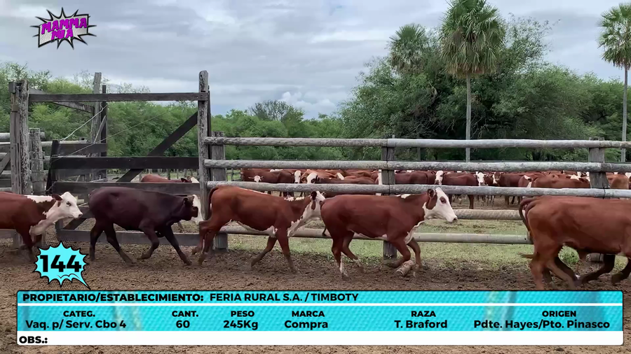Lote LOTE 144