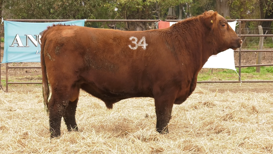 Lote TOROS ANGUS COLORADOS  PC