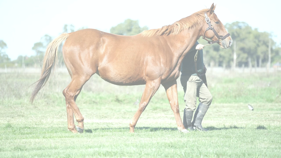 Lote TAMY JOHAN (CURIOSO JOHAN -  LADY TAMY) Preñez por NICODEMUS