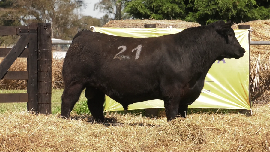 Lote TOROS ANGUS PURO CONTROLADO