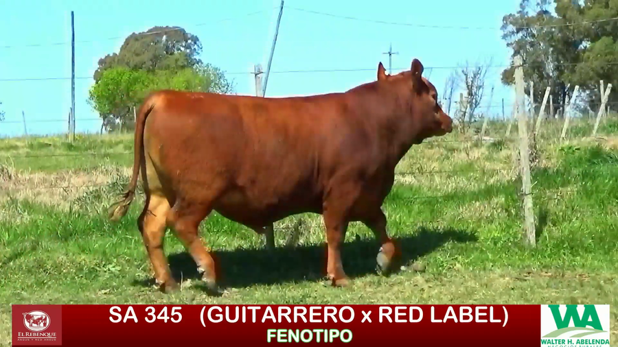 Lote Toros a remate en ANGUS EL REBENQUE, Florida