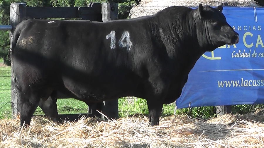 Lote TOROS ANGUS PURO CONTROLADO