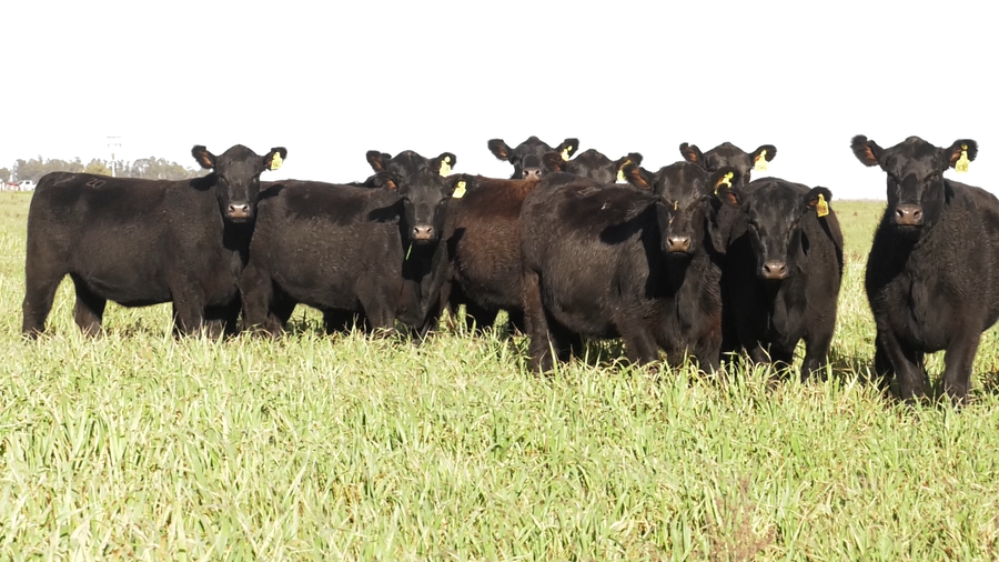 Lote VAQ. ANGUS NEGRAS  PC C/GTÍA DE PREÑEZ