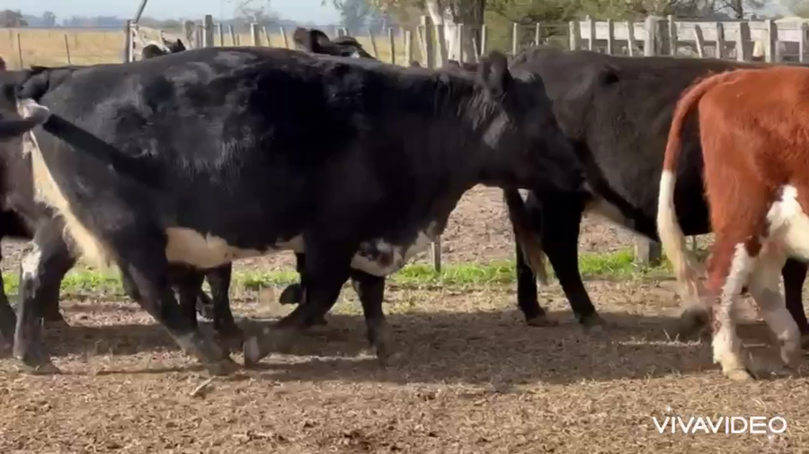 Lote 8 Vacas C/ gtia de preñez