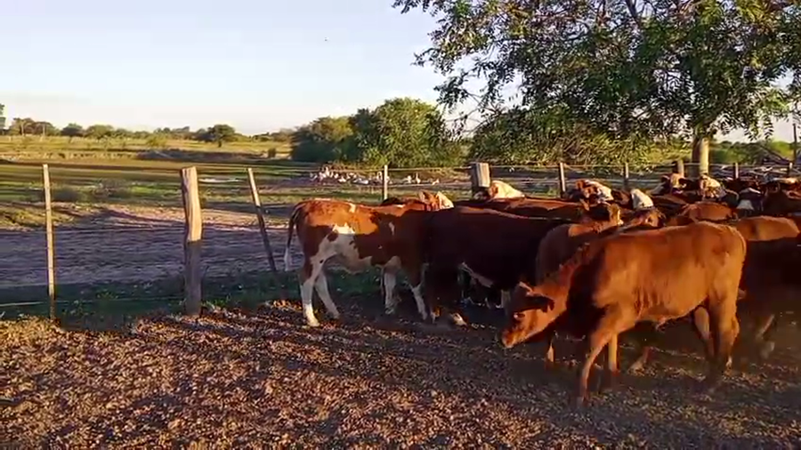 Lote 65 Terneras