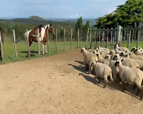 Lote 41 Corderas Hampshire Down a remate en 8vo. Evento  HAMPSHIRE DOWN 45kg -  en Mariscala