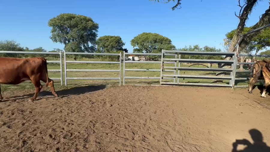 Lote 117 Vacas de invernar en Corrientes, Bonpland
