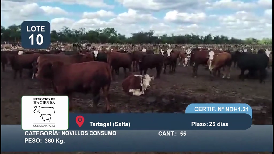 Lote 55 Novillo Consumo en Salta, Tartagal