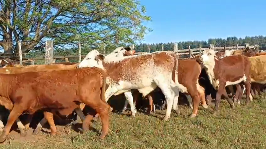 Lote 70 Terneros/as en Corrientes, Santa Rosa