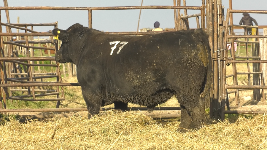 Lote TOROS ANGUS NEGROS  PC