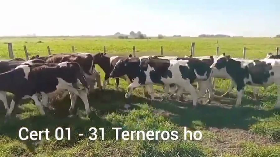 Lote TERNEROS