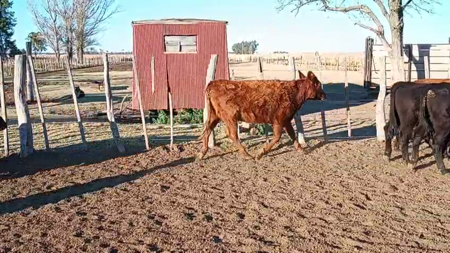 Lote 70 Terneras en Rancul, La Pampa