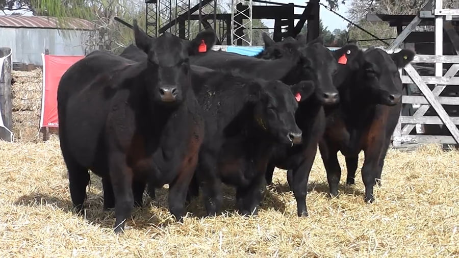 Lote VAQUILLONAS GENERALES CON GARANTÍA DE PREÑEZ