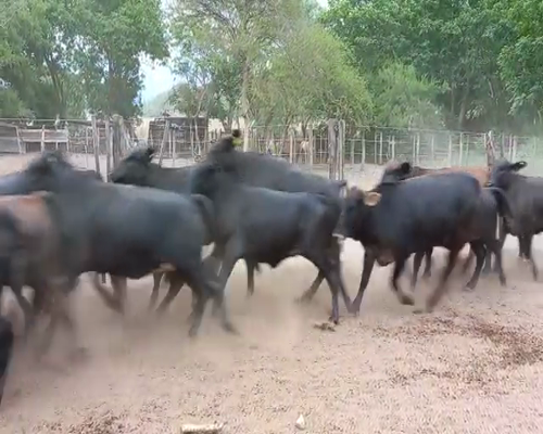 Lote 69 Vaquillonas Brangus Negras de 285 Kg, en El Tala, Salta