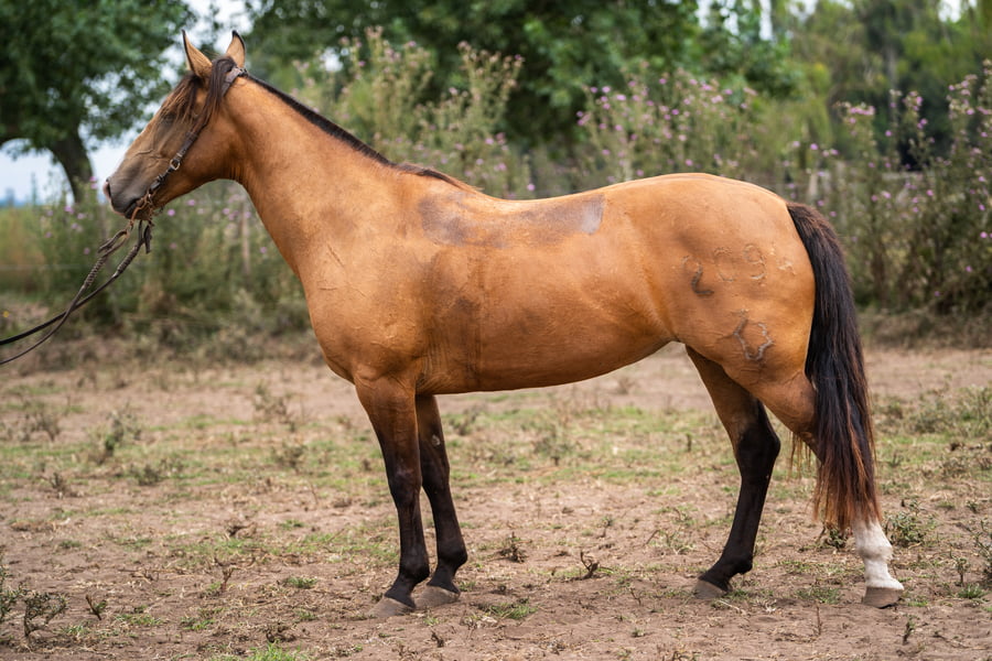 Lote PERDIDA TINAJERA