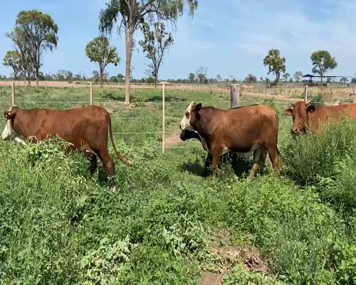 Lote 300 Novillitos en Bandera, Santiago del Estero