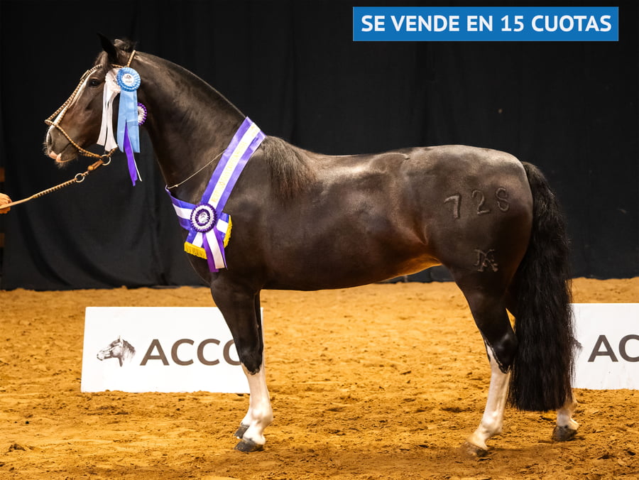 Lote TRES AR RESFRIADA