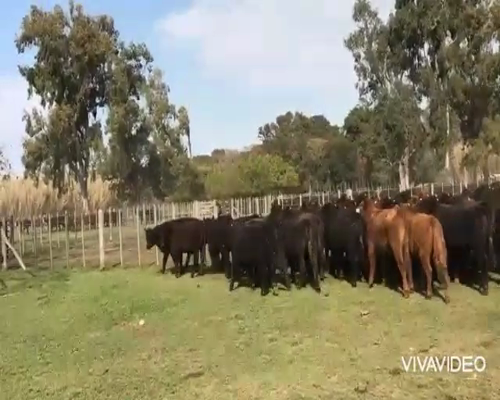 Lote 60 Novillitos en Chascomús, Buenos Aires