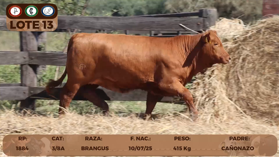 Lote LOTE 13