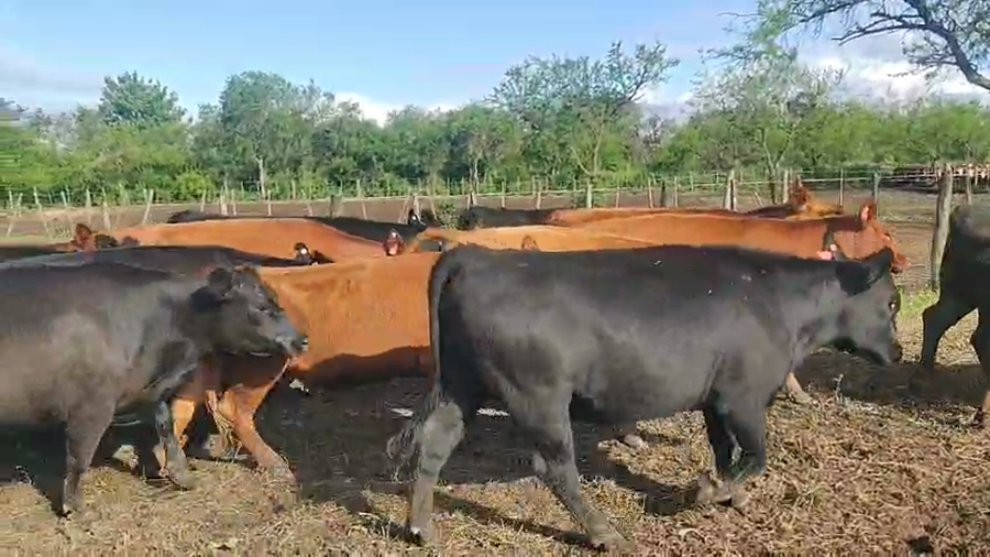 Lote 127 Vaquillonas C/ gtia de preñez