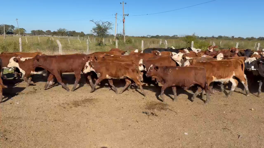 Lote 100 Terneros