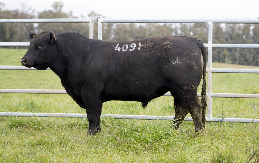 Lote ABERDEEN ANGUS SA - Angus NEGROS