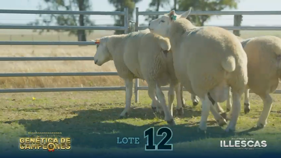 Lote LOTE 12