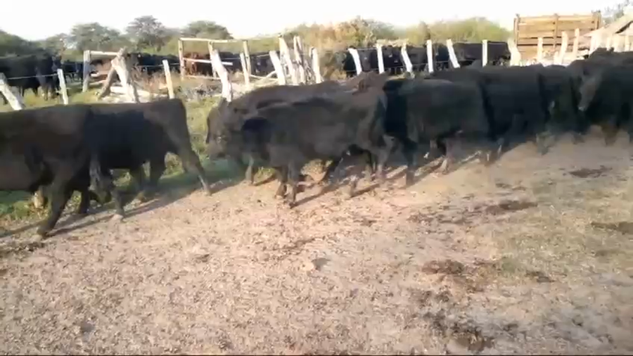 Lote 60 Terneros en Federal, Entre Ríos