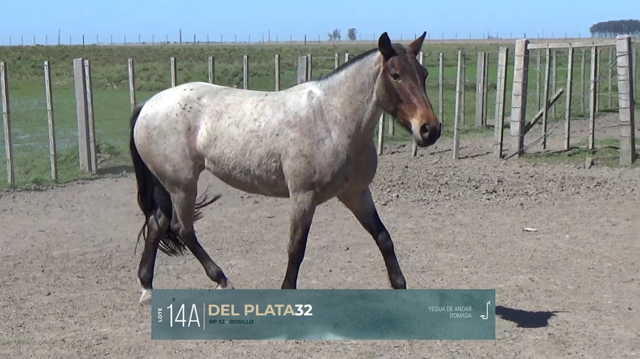 Lote Yeguarizos a remate en Criollos, Montevideo