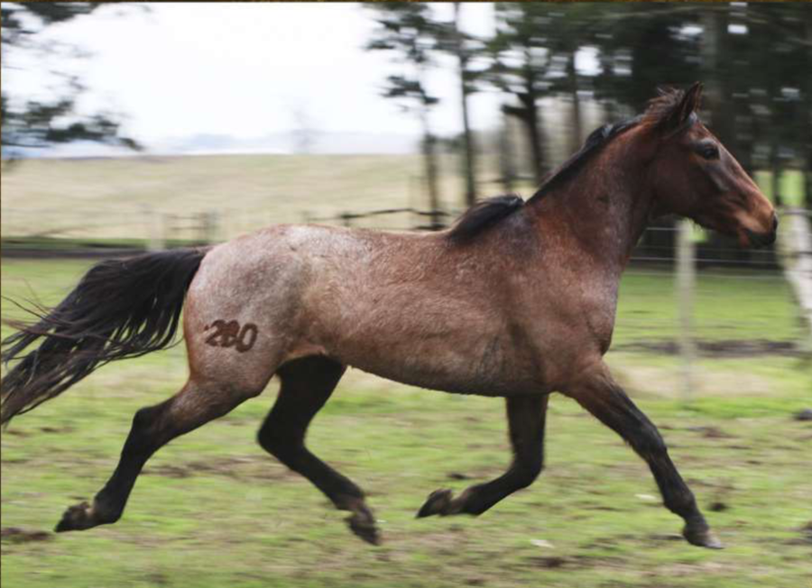 Lote Santa Gloria Fierro Frio