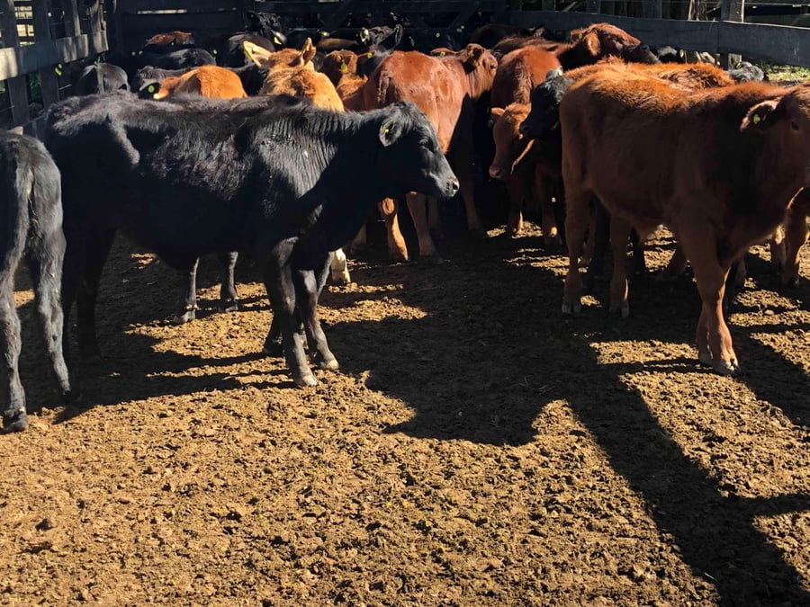 Lote 86 Terneros/as en Formosa, Gral. Lucio V. Mansilla