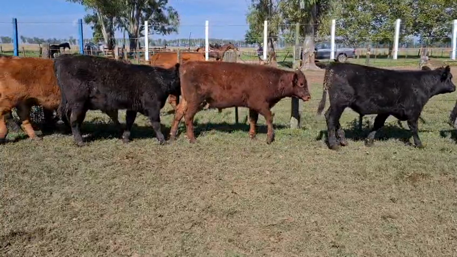 Lote 50 Terneros/as