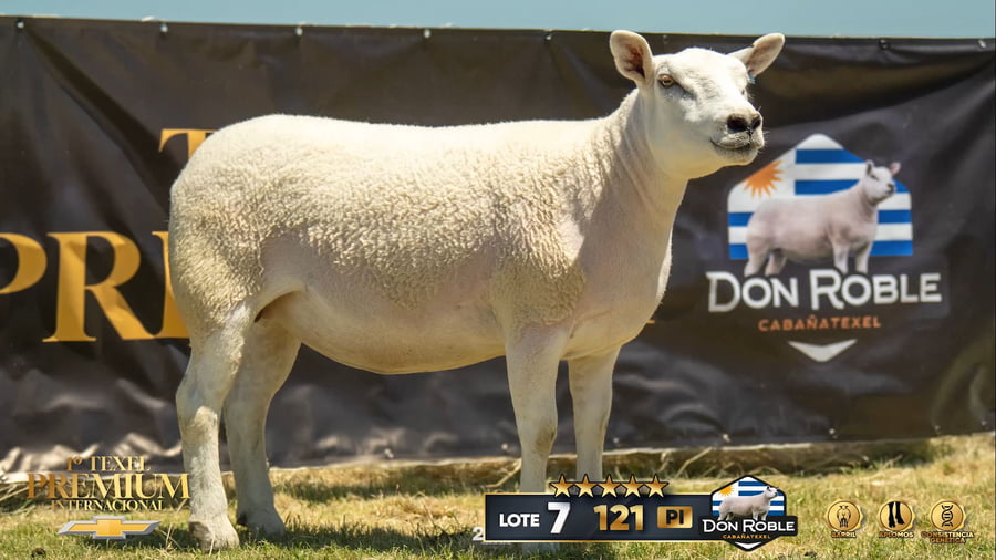 Lote Borregas a remate en 1º Texel Premium Internacional, Canelones