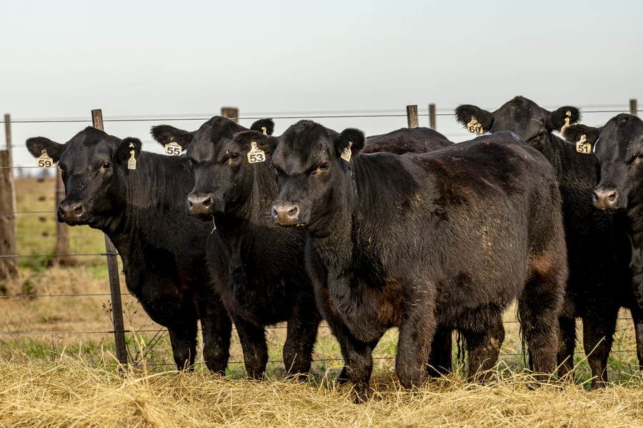 Lote VAQUILLONAS ANGUS PURAS CONTROLADAS