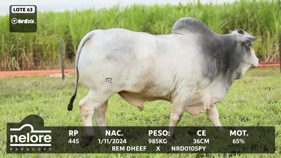 Lote LOTE 63