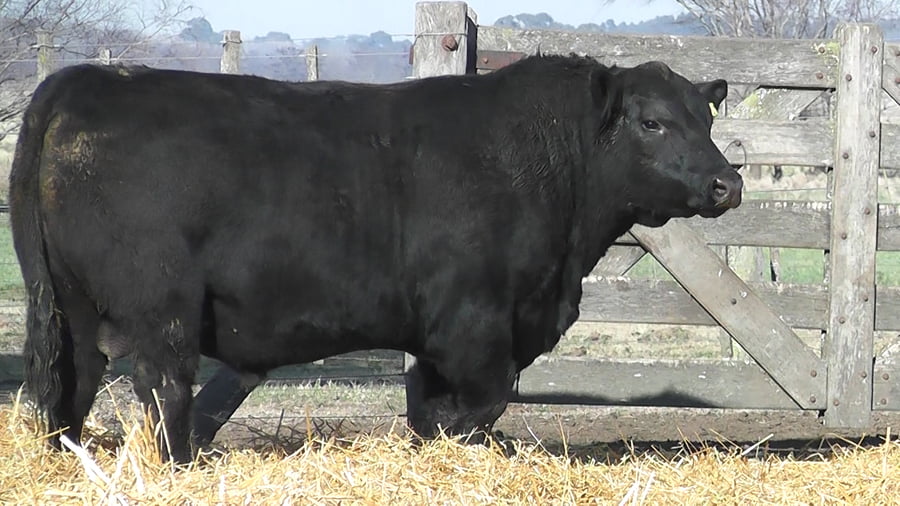 Lote TOROS PUROS POR CRUZA