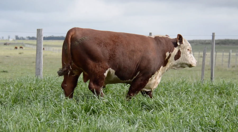Lote POLLED HEREFORD