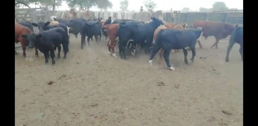 Lote 95 Terneros en Entre Ríos, Villaguay