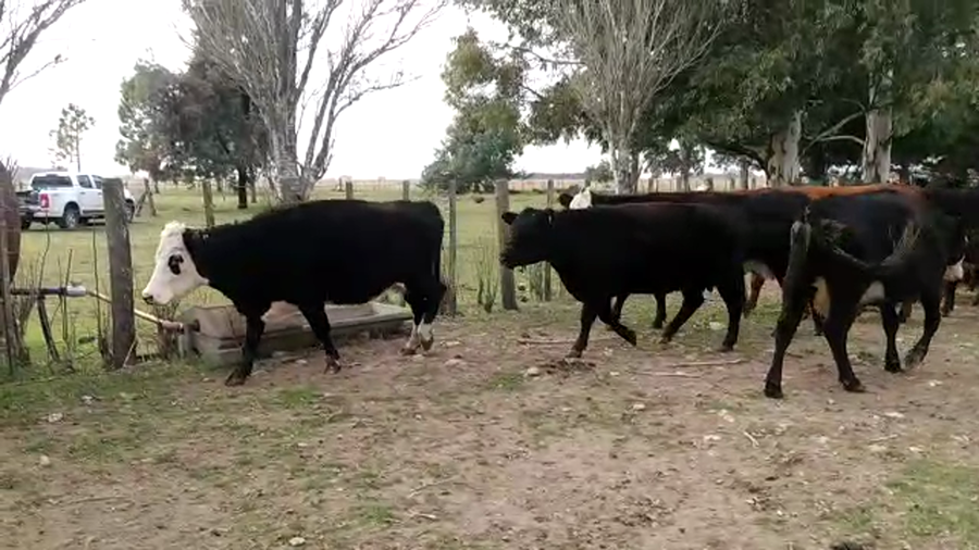 Lote 15 Vacas medio uso C/ gtia de preñez en Olavarría, Buenos Aires