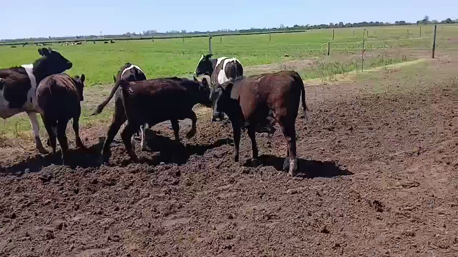 Lote 4 Terneros Cruza en Ataliva, Santa Fe