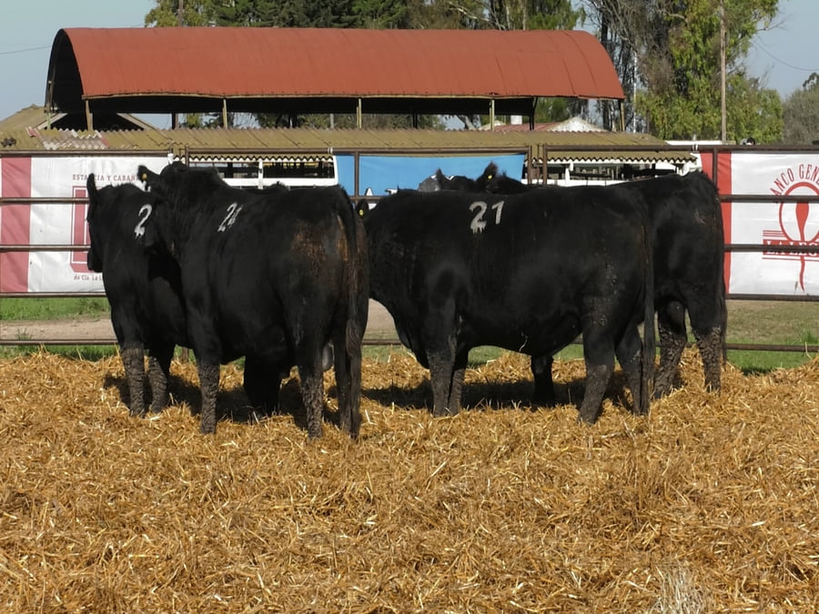 Lote TOROS ANGUS NEGROS PC