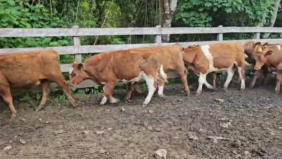 Lote 50 Novillo Engorda en Futrono, XIV Región Los Ríos