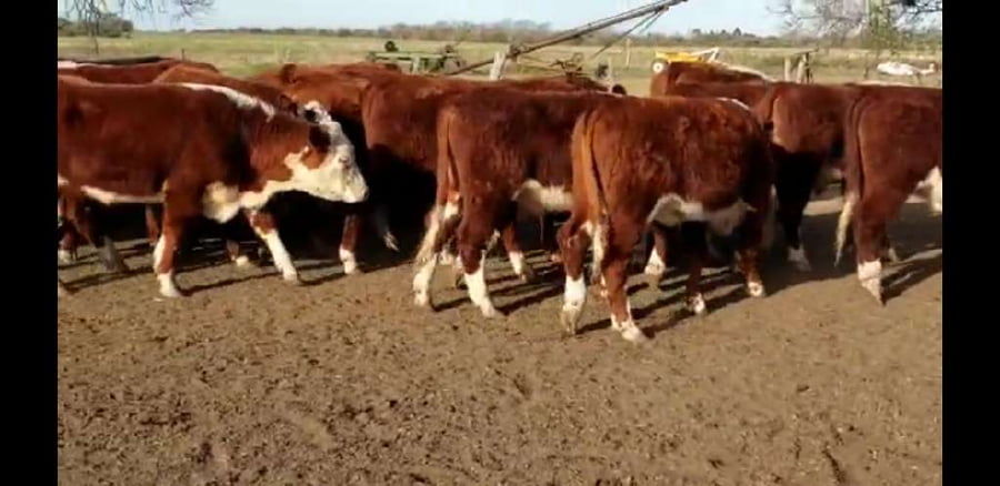 Lote 40 Novillitos en Villaguay, Entre Ríos