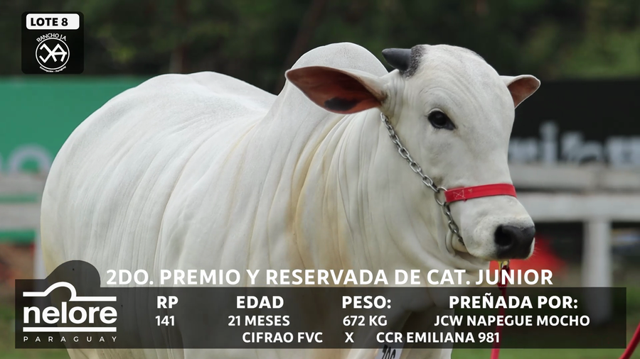 Lote LOTE 8 - BOZAL