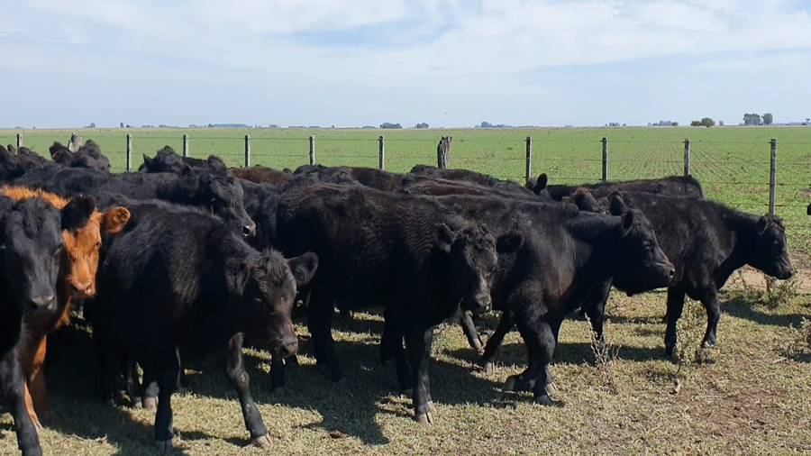 Lote 57 Terneros en Tandil, Buenos Aires