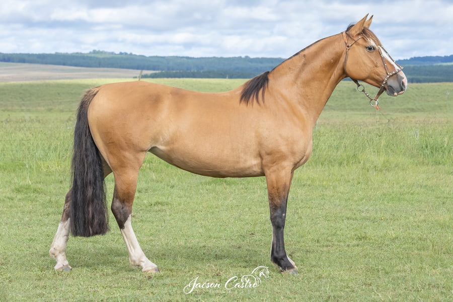 Lote Totosca De Los Recuerdos