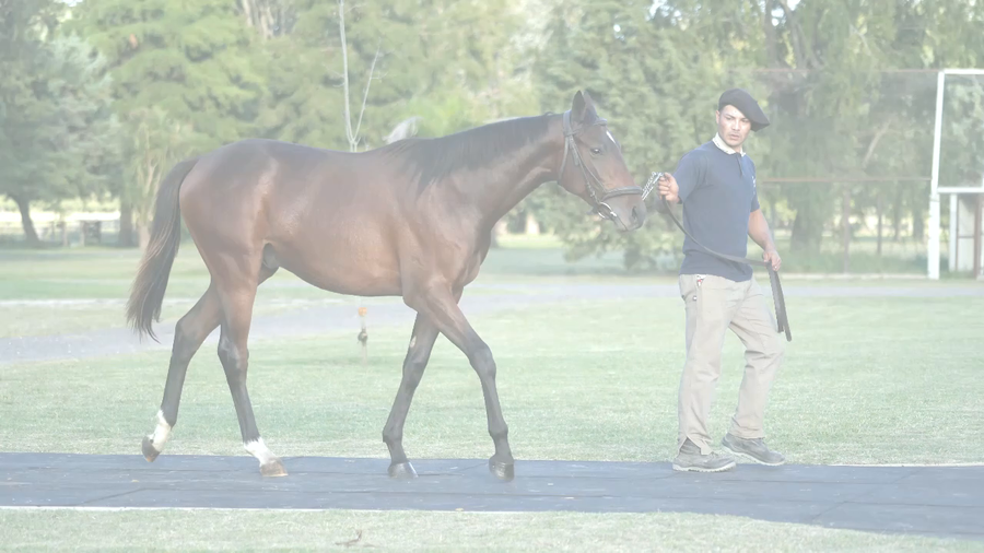 Lote PNEUS DA PRAIA (PNEUMATIC -  CANDY BEACH  por  Treasure Beach)
