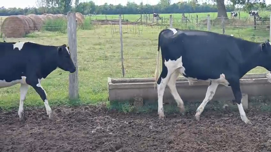 Lote 13 Terneros Holando Argentino en Sunchales, Santa Fe